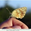 melanargia hylata talysh female ex ovo b